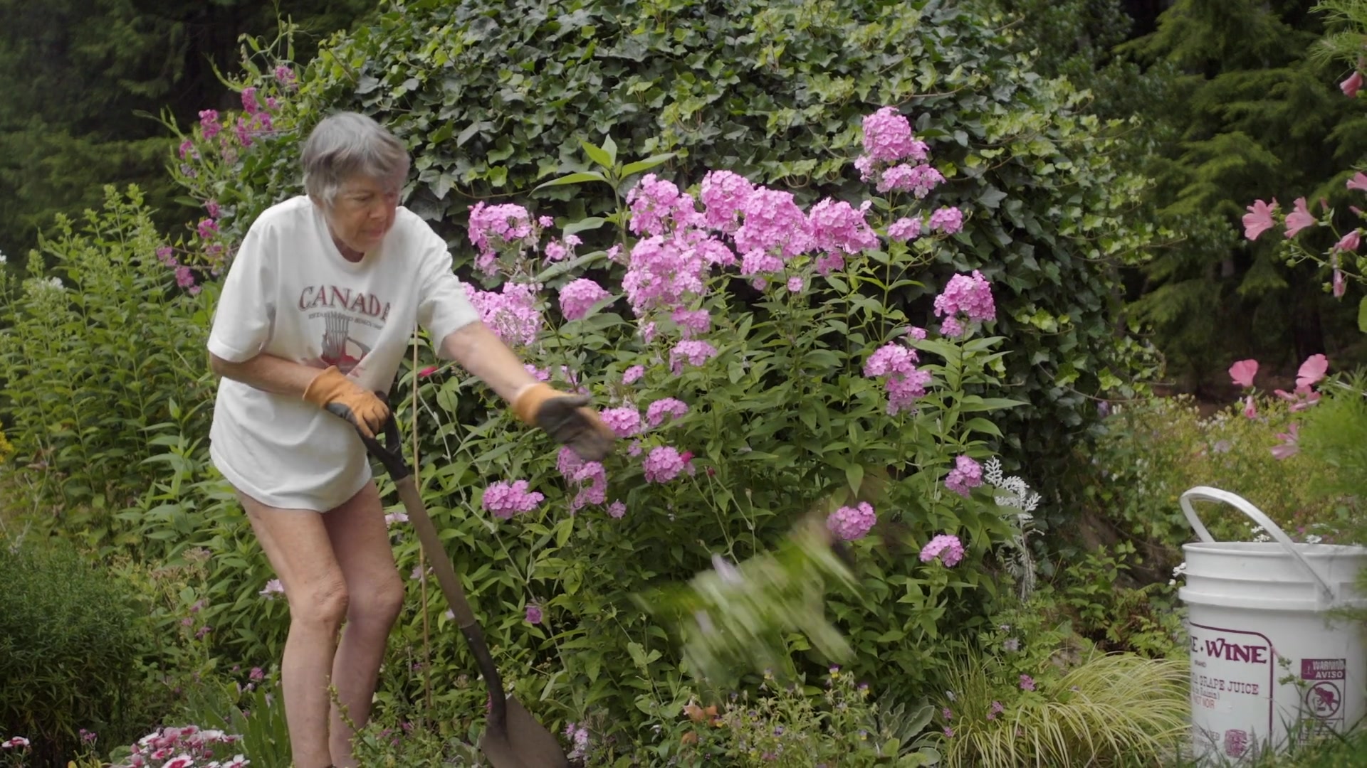A club member tending flowering plants in the garden